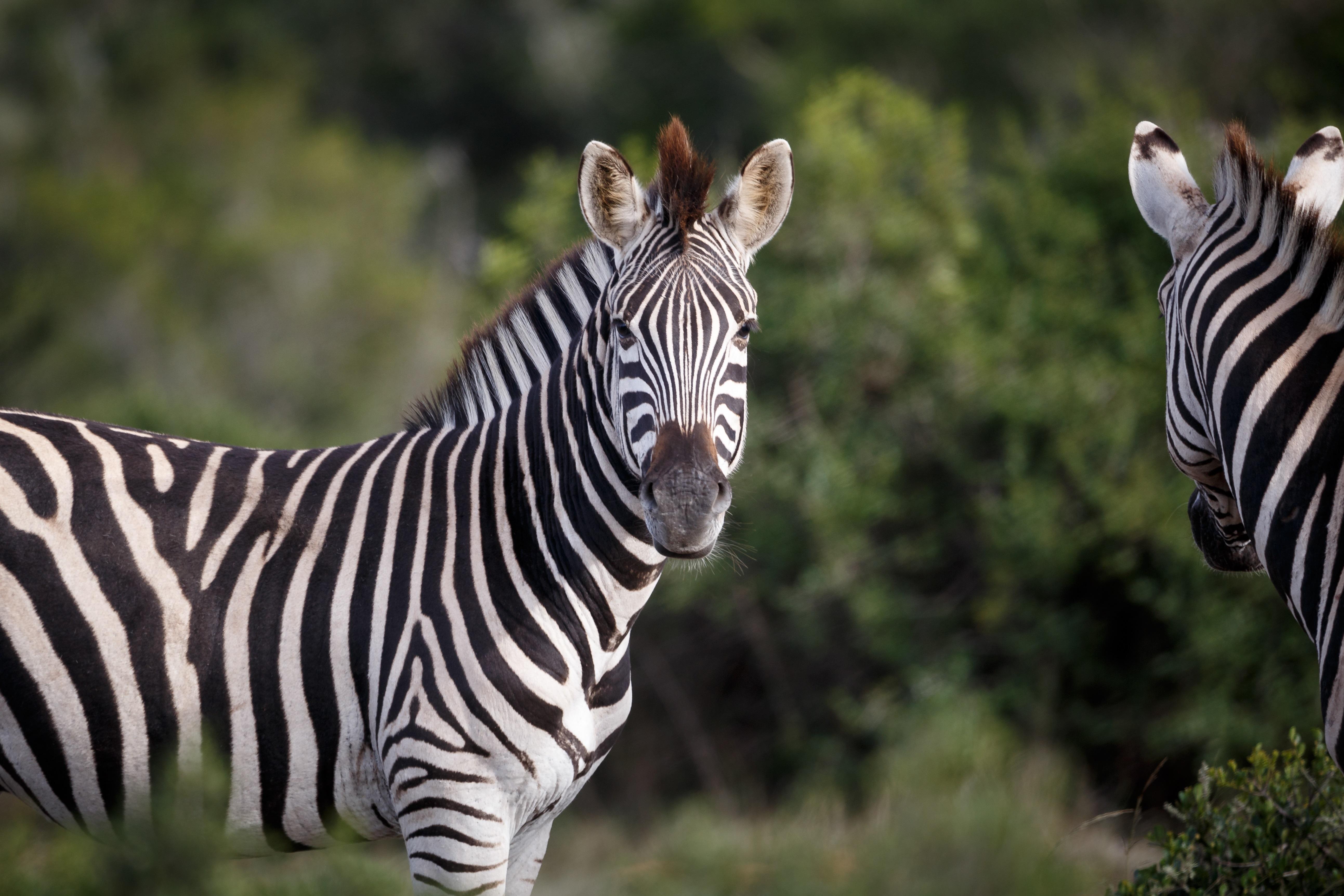 Hlosi Game Lodge - Amakhala Game Reserve Buyskloof Exterior foto