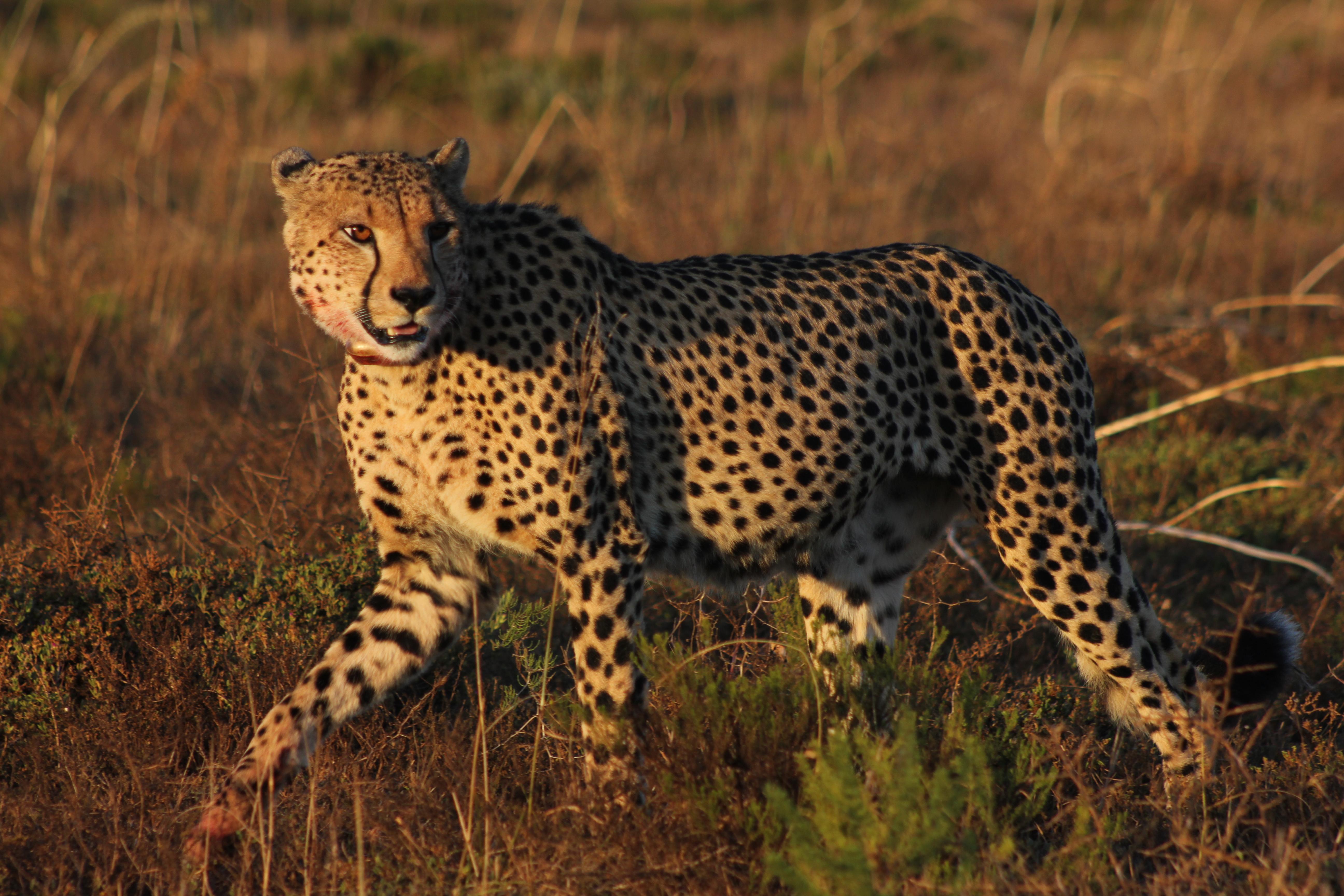 Hlosi Game Lodge - Amakhala Game Reserve Buyskloof Exterior foto